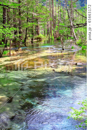 麗しき北アルプス　その2005　：　　新緑の上高地　その2005 65663172