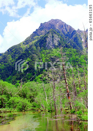 麗しき北アルプス　その2005　：　　新緑の上高地　その2005 65663195