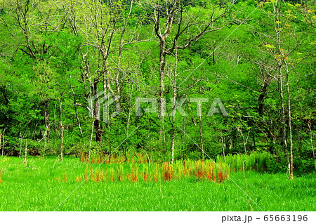 麗しき北アルプス　その2005　：　　新緑の上高地　その2005 65663196