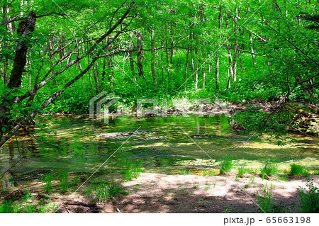 麗しき北アルプス　その2005　：　　新緑の上高地　その2005 65663198