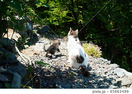 野良猫・親子・後ろ姿 65663499