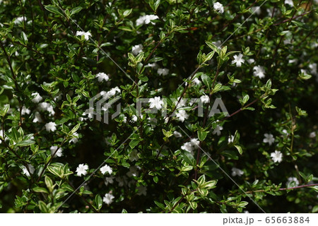 ハクチョウゲ(白丁花) ハクチョウゲ(白丁花) 65663884