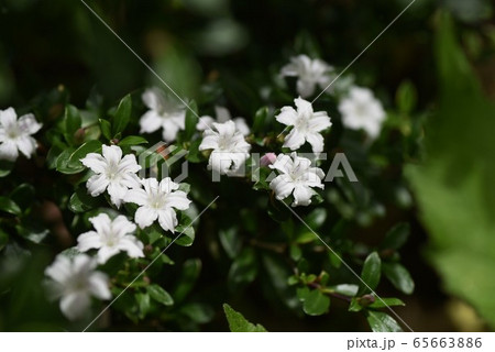 ハクチョウゲ 白丁花 の写真素材