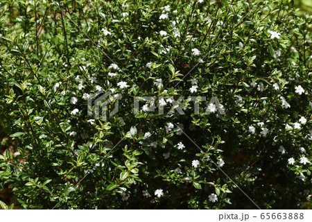 ハクチョウゲ(白丁花) ハクチョウゲ(白丁花) 65663888