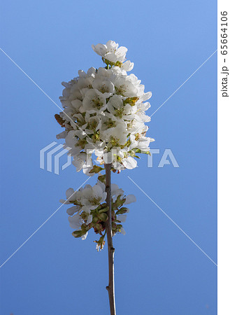 Cherry branch with blooming flowers. 65664106