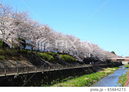 石神井川風景 石神井川風景 65664273