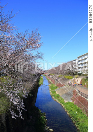 石神井川風景 65664276