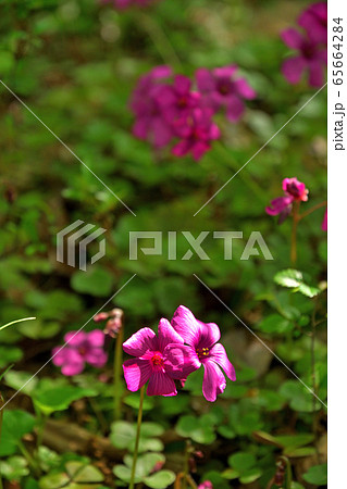 植物:ベニカタバミ カタバミ科 植物:ベニカタバミ カタバミ科 65664284