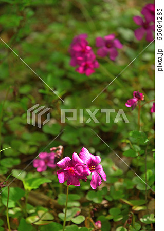 植物 ベニカタバミ カタバミ科の写真素材