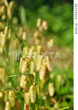 植物：コバンソウ　イネ科 65664288