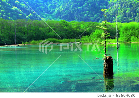 麗しき北アルプス　その2005　：　　新緑の上高地　その2005 65664630