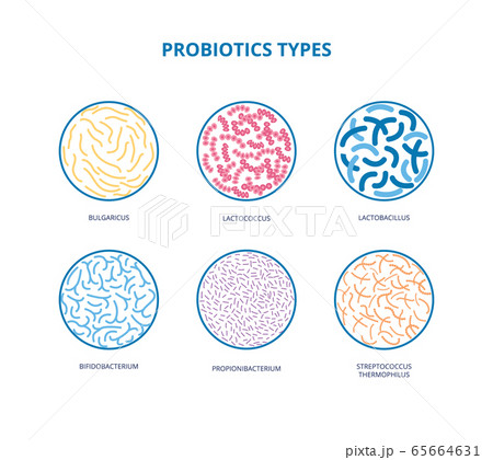 Good bacterial flora. Lactobacilli, bifidobacteria, Escherichia coli Infographics Vector illustration 65664631