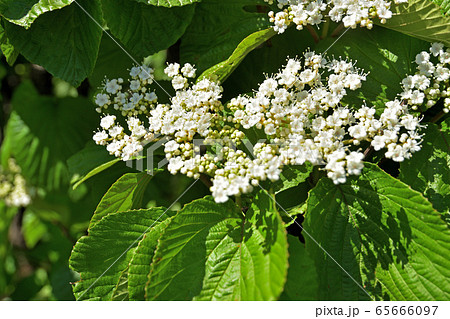 樹木:ガマズミ レンプクソウ科 樹木:ガマズミ レンプクソウ科 65666097