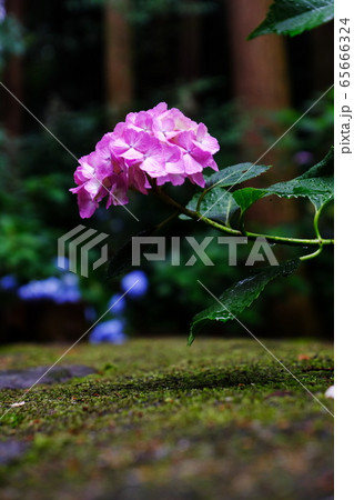 紫陽花 65666324