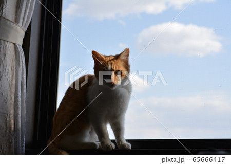 窓辺の猫。網戸越しの風景。さわやかな風。光、猫イメージ素材の写真 