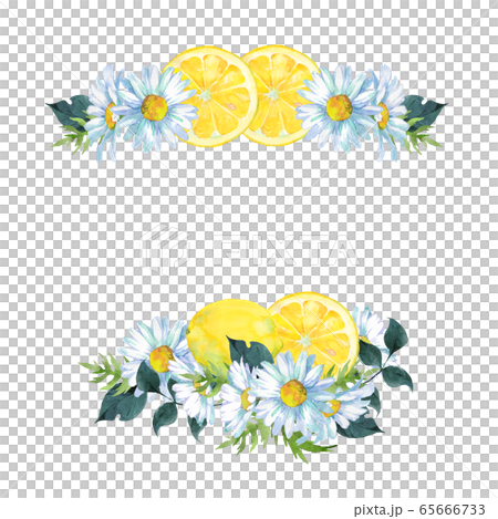 檸檬和瑪格麗特水彩 65666733