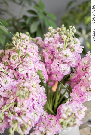 Bouquet of Beautiful lilac mattiola. Spring flowers in vase on wooden table. Flowers delivery. 65667066