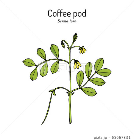 Coffee pod Senna tora , or Sickle Wild sensitive-plant, medicinal plant Coffee pod Senna tora , or Sickle Wild sensitive-plant, medicinal plant 65667331
