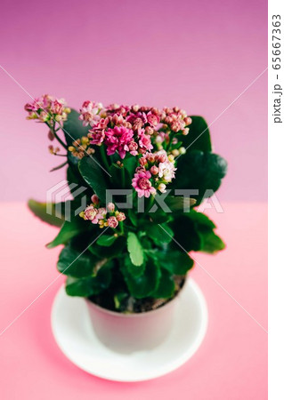 Pink kalanchoe flower Pink kalanchoe flower 65667363
