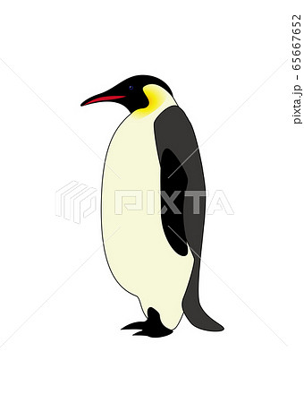 皇帝ペンギンのイラスト素材
