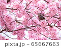 桜とトリ 65667663