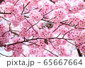 桜をつつくトリ 65667664