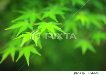 青紅葉 青紅葉 65668066