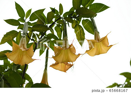 キダチチョウセンアサガオ キダチチョウセンアサガオ 65668167