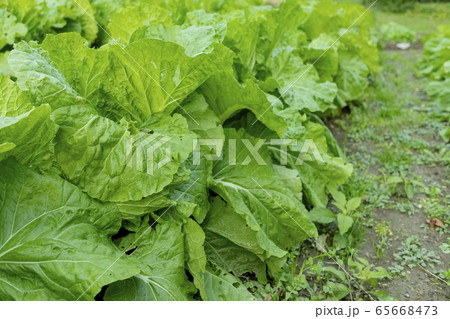 白菜畑 3512 白菜畑 3512 65668473