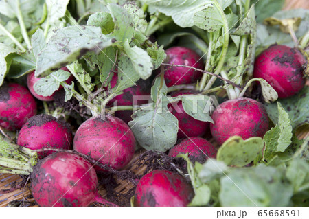 土のついたラディッシュ、二十日大根 65668591