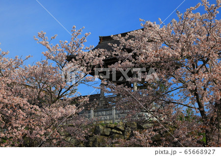 青空と桜 65668927