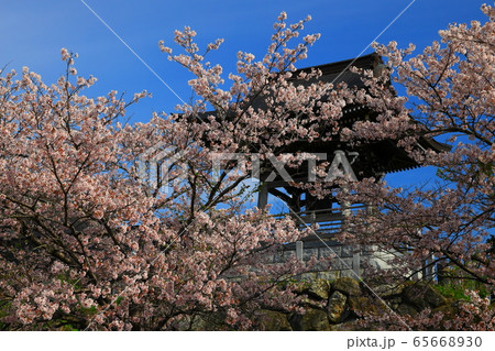 青空と桜 青空と桜 65668930
