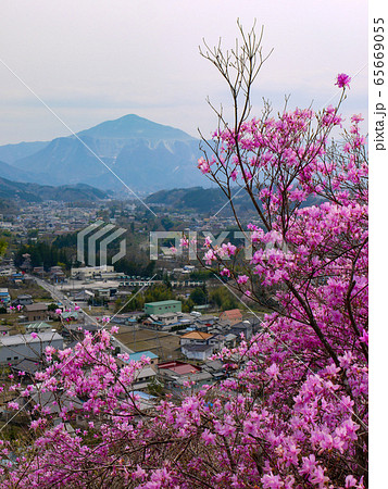 秩父瑞岩寺のイワツツジ 65669055