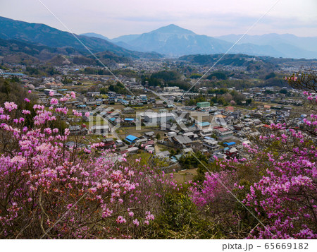 秩父瑞岩寺のイワツツジ 65669182