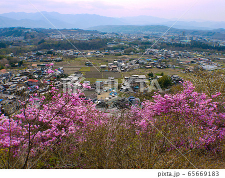 秩父瑞岩寺のイワツツジ 65669183