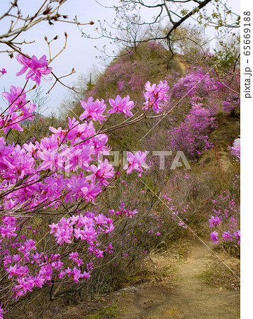 秩父瑞岩寺のイワツツジ 65669188