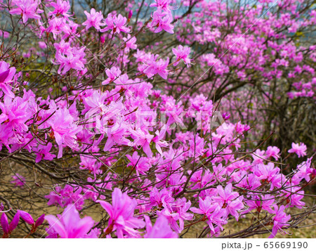 秩父瑞岩寺のイワツツジ 秩父瑞岩寺のイワツツジ 65669190