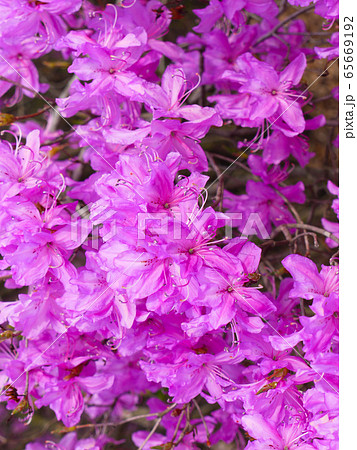 秩父瑞岩寺のイワツツジ 65669192