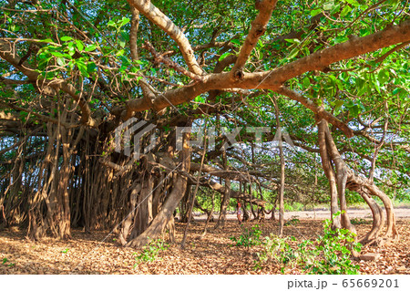 Big banyan tree in India 65669201