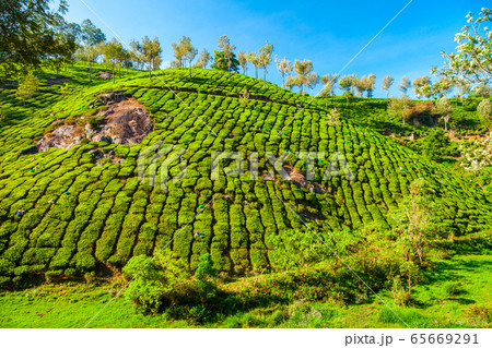 Tea plantation nature background landscape 65669291