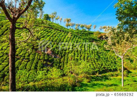 Tea plantation nature background landscape 65669292
