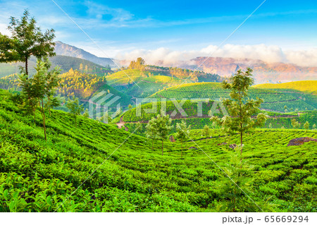Tea plantation nature background landscape 65669294