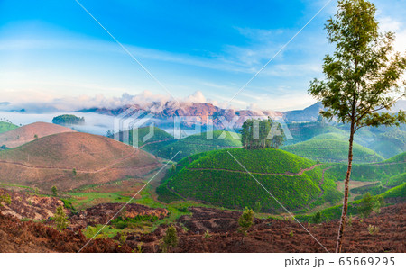Tea plantation nature background landscape 65669295