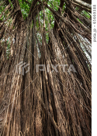 Big banyan tree in India 65669388