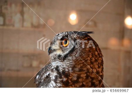 くりくり目玉のフクロウ くりくり目玉のフクロウ 65669967
