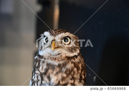 くりくり目玉のフクロウ くりくり目玉のフクロウ 65669968