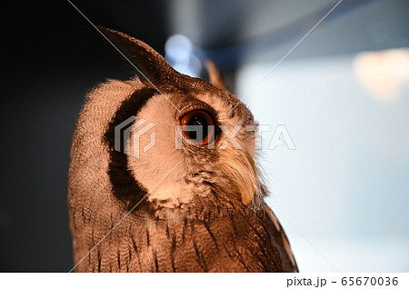 くりくり目玉のフクロウ 65670036