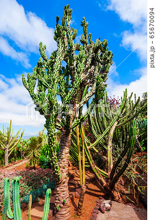 Madeira Botanical Garden in Funchal, Portugal 65670094