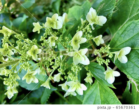 あじさい 雨 花 自然 梅雨 6月 7月 緑 青 紫 ピンクの写真素材