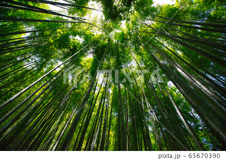 報国寺竹林 報国寺竹林 65670390